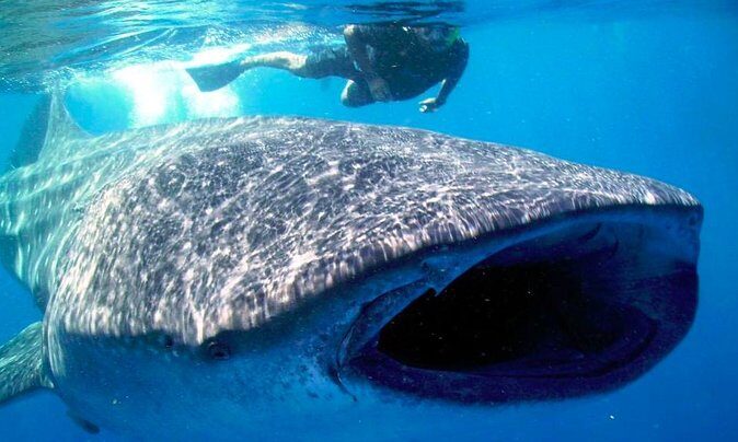Whale Shark Snorkel Tour in Cancun (Snack Lunch included) - Key Points