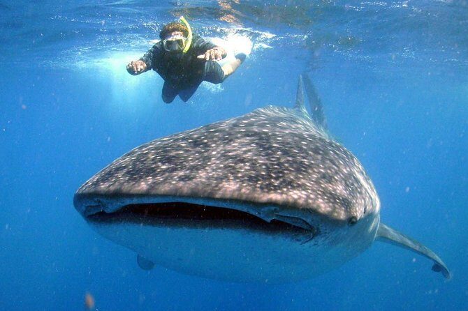 Whale Shark Snorkel Tour in Cancun (Snack Lunch included) - Final Thoughts: Is This Tour Right for You?