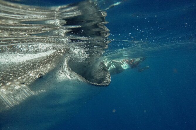 Whale Shark Snorkeling Adventure with Lunch - An In-Depth Look at the Tour Experience