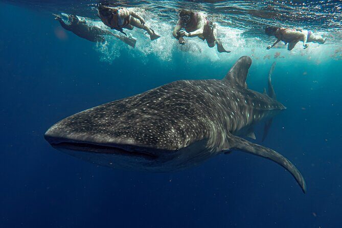 Whale Shark Snorkeling Adventure with Lunch - Frequently Asked Questions