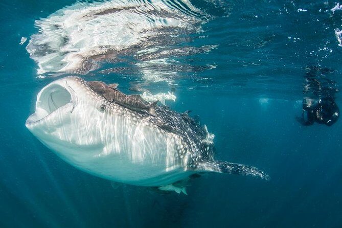 Whale-Shark Snorkeling Excursion to La Paz - What You Can Expect on This Belize-Style Marine Adventure