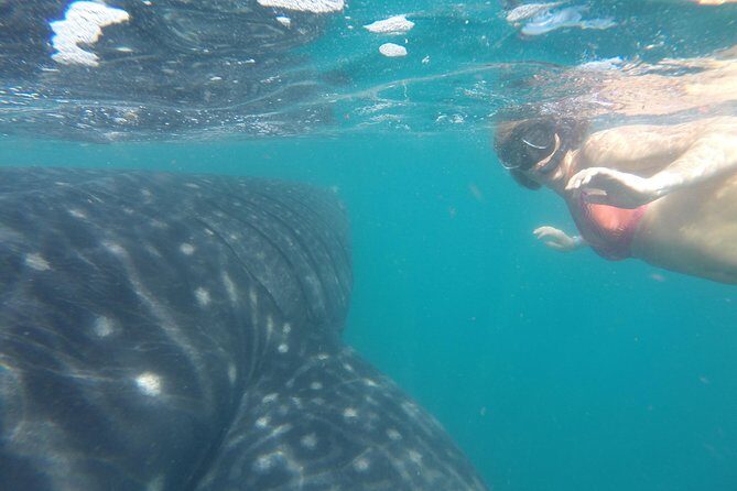 Whale-Shark Snorkeling Excursion to La Paz - Authenticity and Value