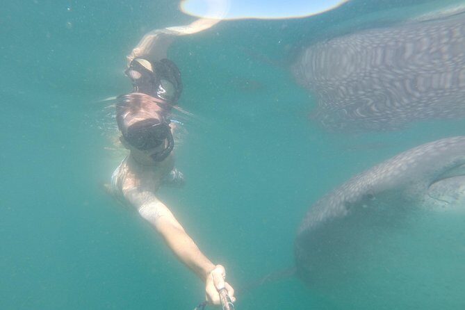 Whale-Shark Snorkeling Excursion to La Paz - Who Should Consider This Tour?