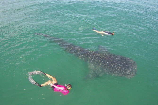 Whale-Shark Snorkeling Excursion to La Paz - FAQs