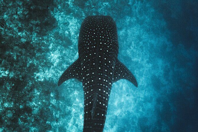 Whale Shark Snorkeling in La Paz - FAQ: Practical Questions About Whale Shark Snorkeling in La Paz