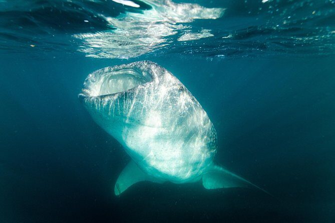 Whale Shark snorkeling tour in a reduced group with local marine biologist - Exploring the Whale Shark Snorkeling Tour in La Paz