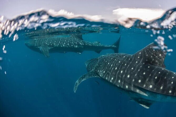 Whale Shark Snorkeling Tour in La Paz - Who Will Love This Tour?