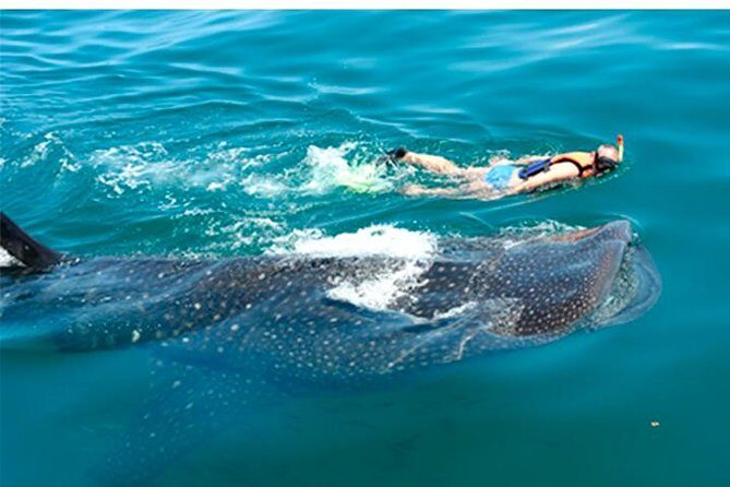 Whale Shark Swim Adventure SMALL GROUP from Cancun - An In-Depth Look at the Whale Shark Swim Adventure
