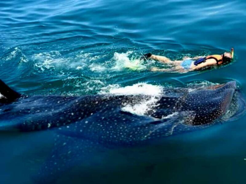 Whale Shark Swim, La Paz, and Todos Santos Day Trip - An Authentic Baja California Sur Experience: Whale Shark Swim, La Paz, and Todos Santos Day Trip