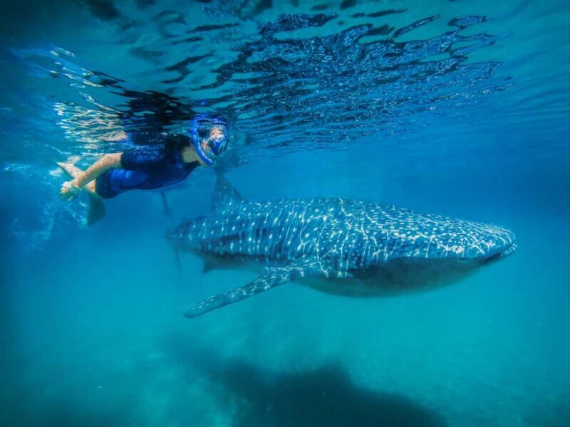 Whale Shark Swim, La Paz, and Todos Santos Day Trip - Key Points