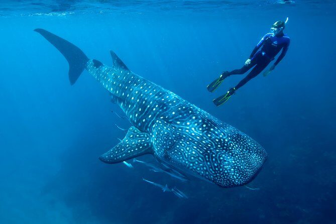 Whale Shark Swimming and Isla Mujeres Beach Tour - Key Points