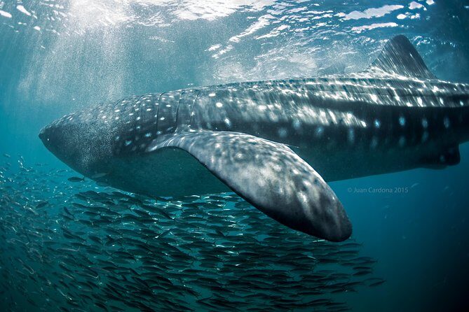 Whale Shark Swimming and Isla Mujeres Beach Tour - FAQ