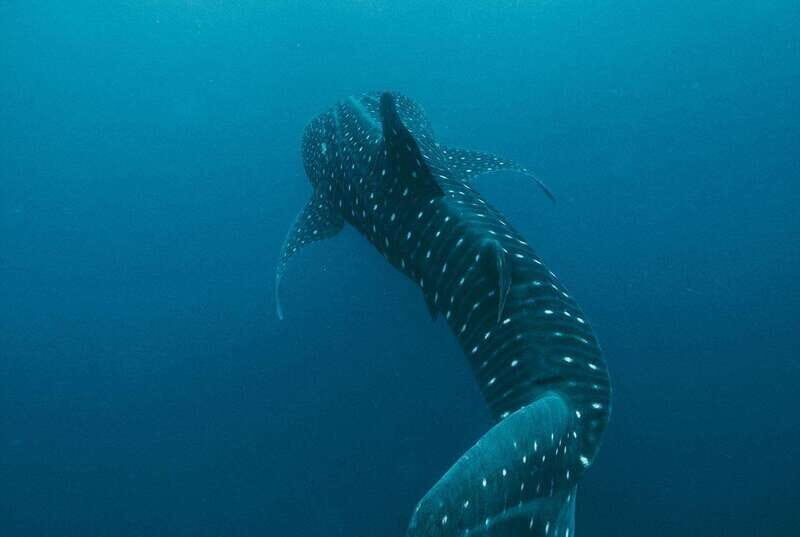 Whale Shark swimming ocean safari all included tour - The All-Inclusive Ocean Safari: What to Expect