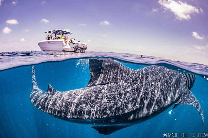 Whale Shark swimming ocean safari all included tour - Authentic Local Experience and Small Group Advantage