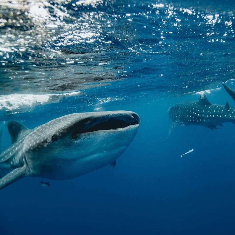 Whale Shark swimming ocean safari all included tour - Pricing and Value: What You’re Getting for $163