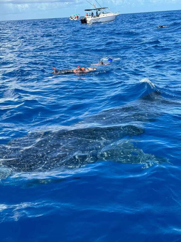 Whale Shark swimming ocean safari all included tour - The Sum Up