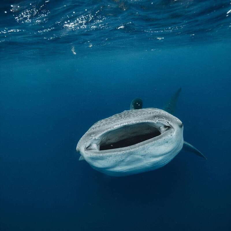 Whale Shark swimming ocean safari all included tour - FAQ