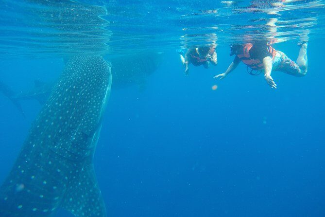 Whale Shark Tour from Cancun and Playa Del Carmen - A Close Encounter with Nature: Whale Shark Tour from Cancun and Playa del Carmen