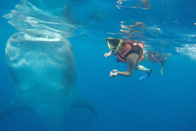 Whale Shark Tour from Cancun and Playa Del Carmen - Key Points
