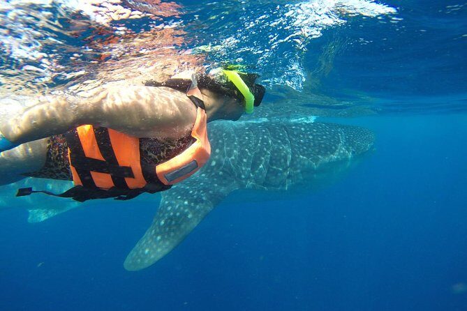 Whale Shark Tour from Cancun and Playa Del Carmen - What Makes This Tour Special?