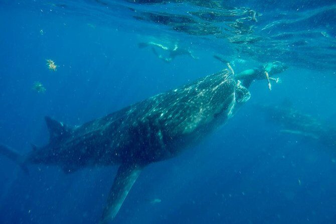 Whale Shark Tour from Cancun and Playa Del Carmen - The Reality Check: Drawbacks and Considerations