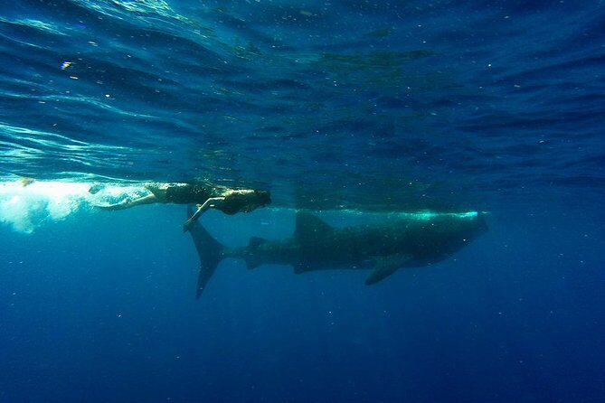 Whale Shark Tour from Cancun and Playa Del Carmen - Frequently Asked Questions