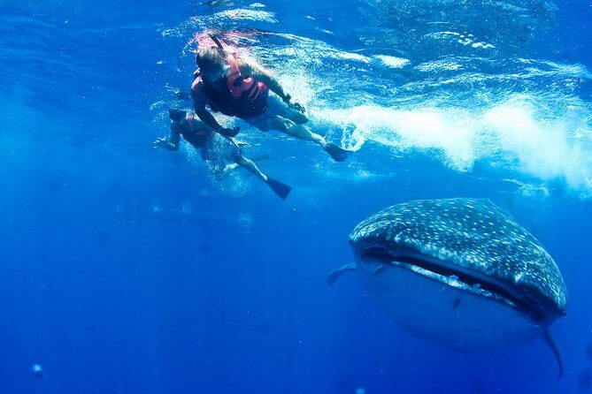 Whale Shark Tour from Cancun, Playa del Carmen, Tulum and Riviera Maya - The Full Experience: A Deep Dive into the Tour