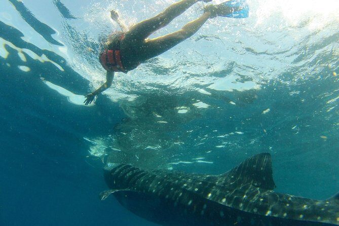 Whale Shark Tour from Holbox Island - The Experience: What to Expect from Start to Finish