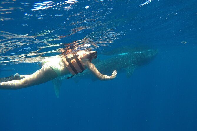 Whale Shark Tour from Holbox Island - Who Should Consider This Tour?