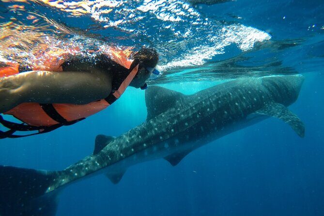 Whale Shark Tour from Holbox Island - Frequently Asked Questions (FAQs)