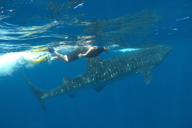 Whale Shark Tour from Holbox Island - Final Words: Who Will Love This Experience?