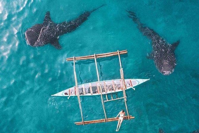 Whale Shark & Tumalog Falls & Sumilon Sandbar & Pescador Island with Sardines - Final Thoughts