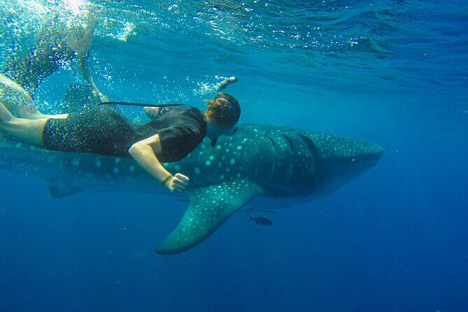 Whale Shark Watching and Snorkeling Experience on Contoy Island - Detailed Review of the Whale Shark Snorkeling Tour
