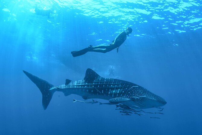 Whale Shark Watching and Snorkeling Experience on Contoy Island - The Sum Up