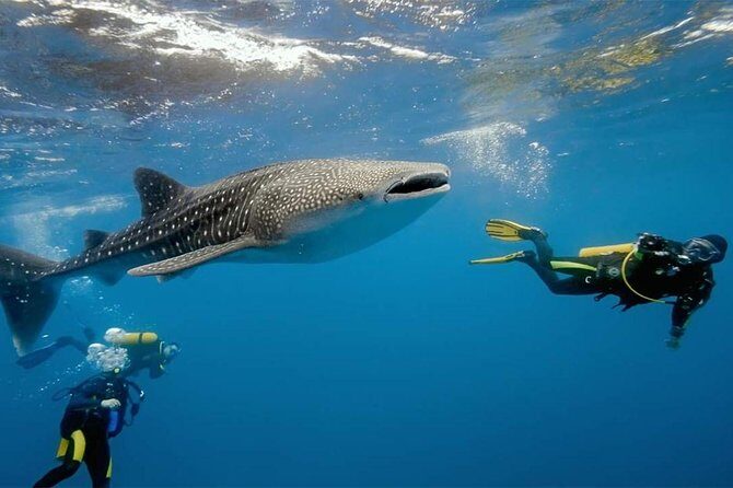 Whale Shark Watching and Sumilon Sandbar Private Tour Package - A Detailed Look at the Tour Experience