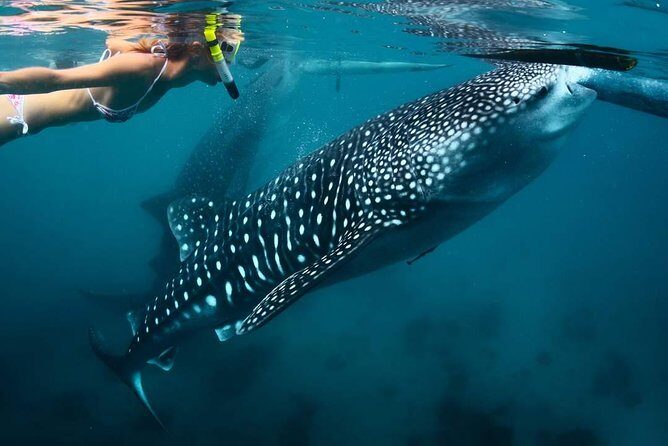 Whale Shark Watching & Tumalog Falls & Kawasan Falls - A Deep Dive into the Experience