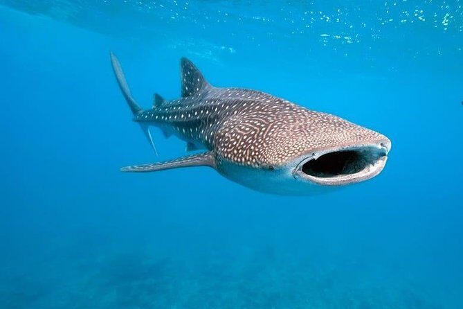 Whale Shark Watching with Sumilon Sandbar and Kawasan Falls Tour - Exploring Cebu’s Most Iconic Attractions in One Day