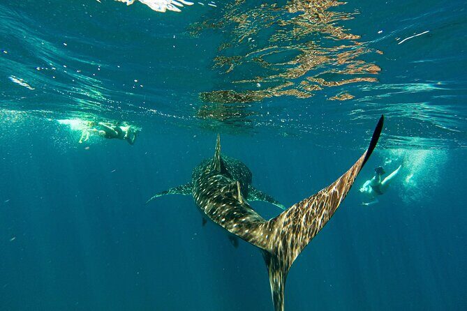 Whale Sharks and Sea Lions Snorkeling Picnic at Balandra Beach - A detailed look at the La Paz marine adventure