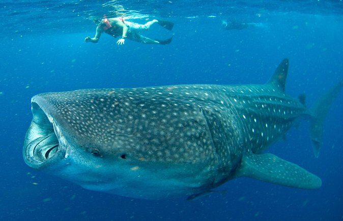 Whale Sharks Small-Group Tour in Cancun and Riviera Maya - The Practical Side: What to Know Before Booking