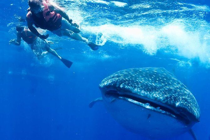 Whale Sharks Small-Group Tour in Cancun and Riviera Maya - Real Traveler Feedback