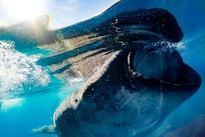 Whale Sharks Small-Group Tour in Cancun and Riviera Maya - Final Thoughts: Is This Tour Right for You?