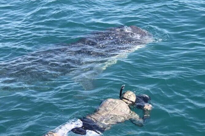 Whale Sharks Snorkeling Experience - Exploring the Whale Sharks Snorkeling Tour: What to Expect