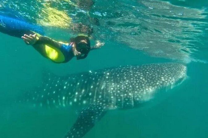 Whale Sharks Snorkeling Experience - Practical Tips for Your Trip
