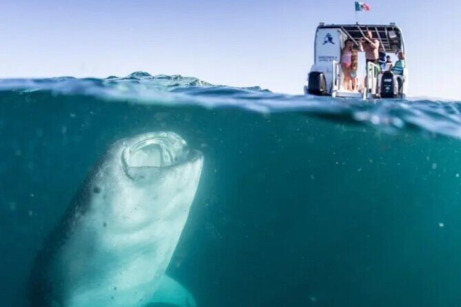 Whale Sharks Snorkeling Experience - Frequently Asked Questions