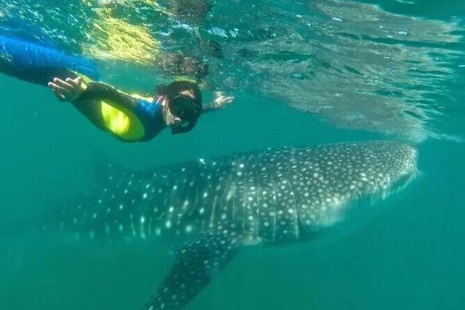 Whale Sharks Snorkeling Experience - Final Thoughts