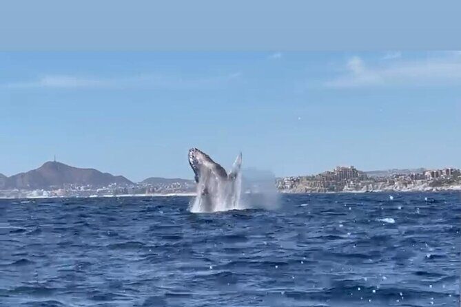 Whale Tale Adventures in Los cabos - The Sum Up: Is It Worth It?
