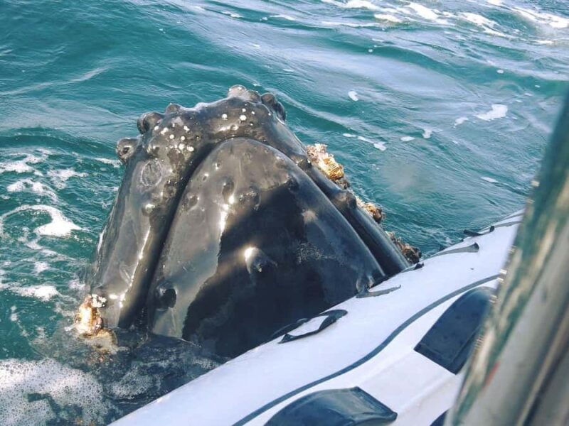 Whale Tour in Puerto Vallarta by Speedboat or Catamaran - Key Points