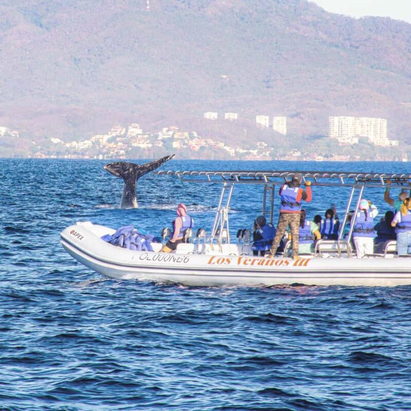 Whale Tour in Puerto Vallarta by Speedboat or Catamaran - Who Should Consider This Tour?