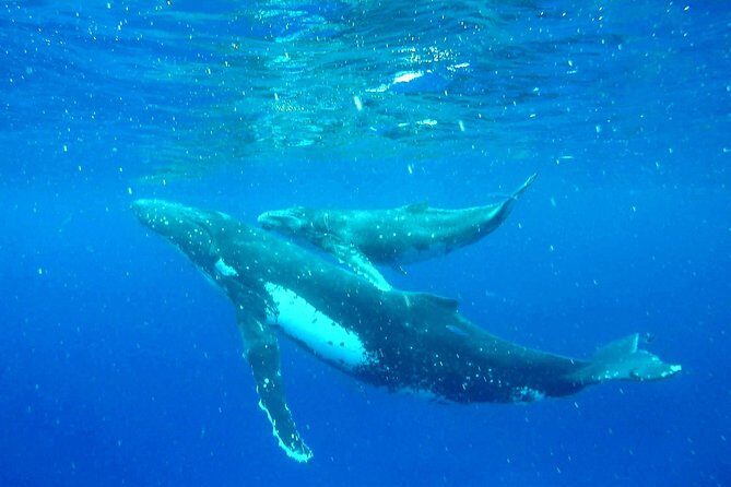 Whale Tour - Observe and swim with whales - In-Depth Review of the Moorea Whale Tour