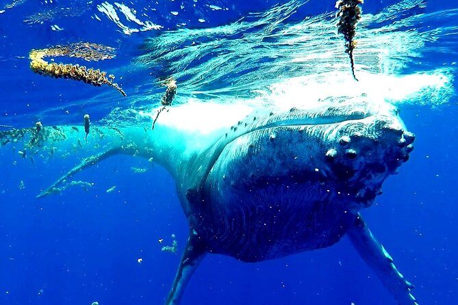 Whale Tour - Observe and swim with whales - FAQs